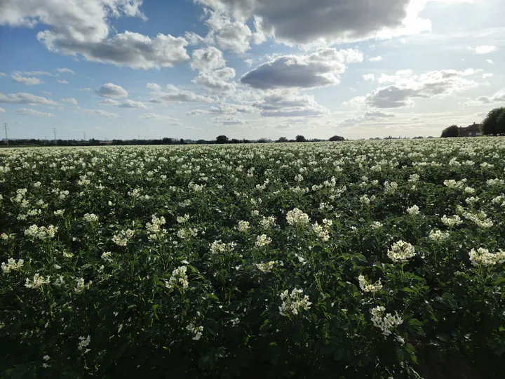 Bellegem, West-Vlaanderen (België)